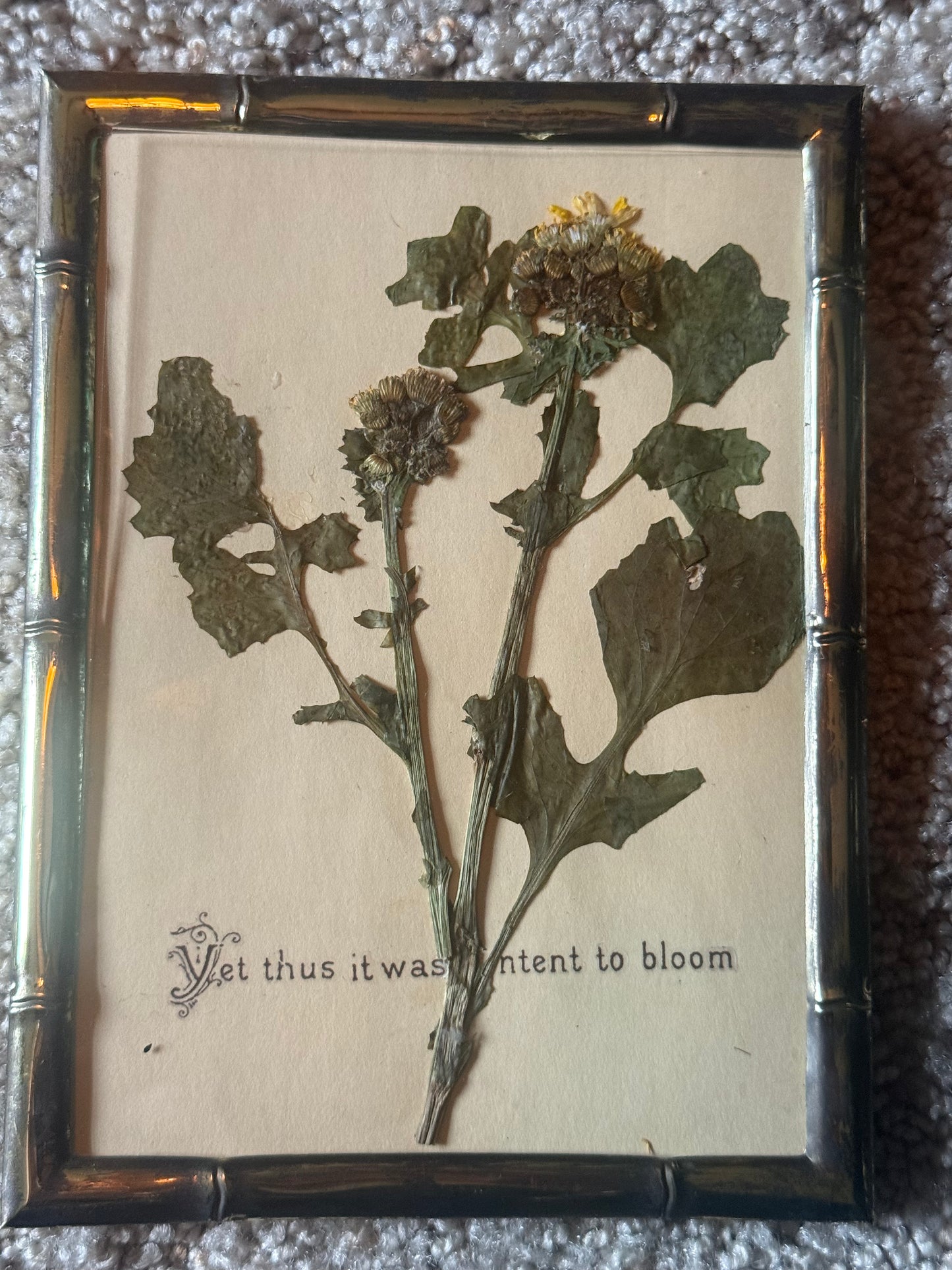 Set of Two Pressed Botanicals