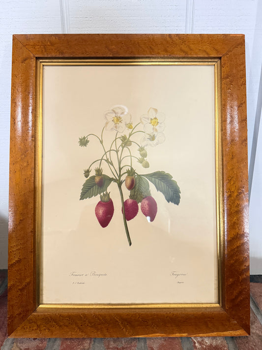 PJ Redoute “Fraisier à Bouquet” print
