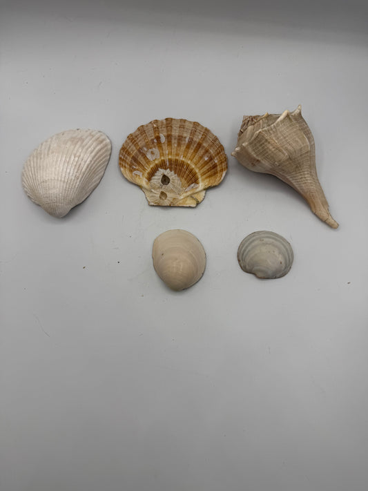 William Morris Decoupaged Decorative Sea Shells