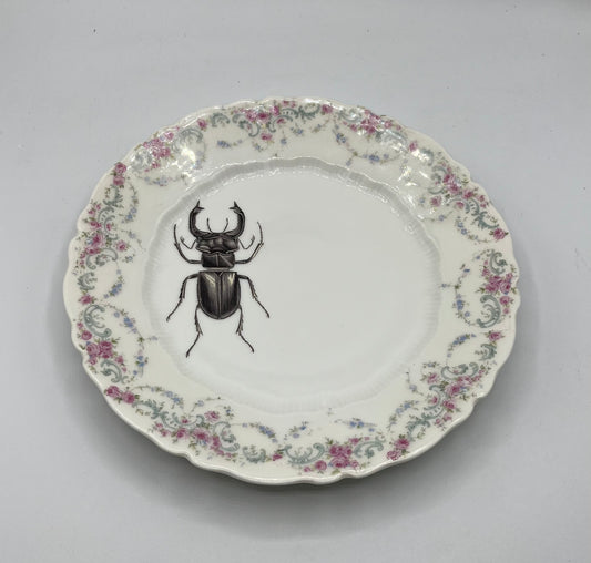 Beetle on Vintage Plate